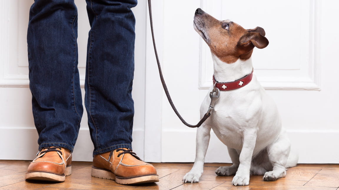 dog waits for walk with owner dog waits for walk with owner